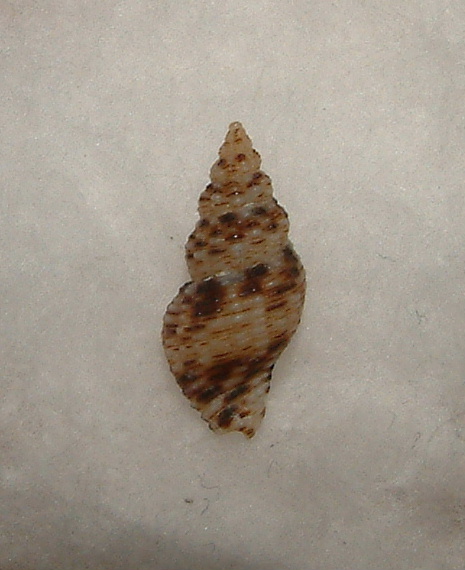 Pollia scacchiana